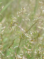 Poaceae