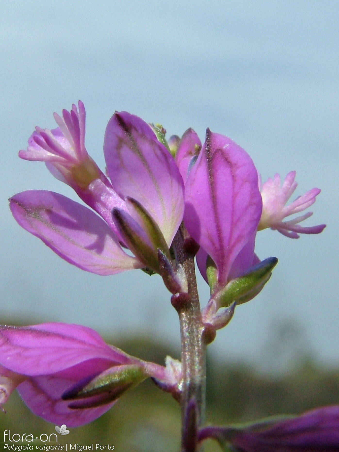 Polygala vulgaris - Flor (close-up) | Miguel Porto; CC BY-NC 4.0