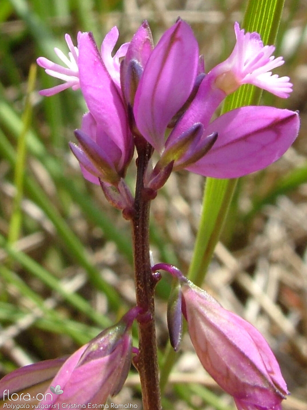 Polygala vulgaris - Flor (geral) | Cristina Estima Ramalho; CC BY-NC 4.0