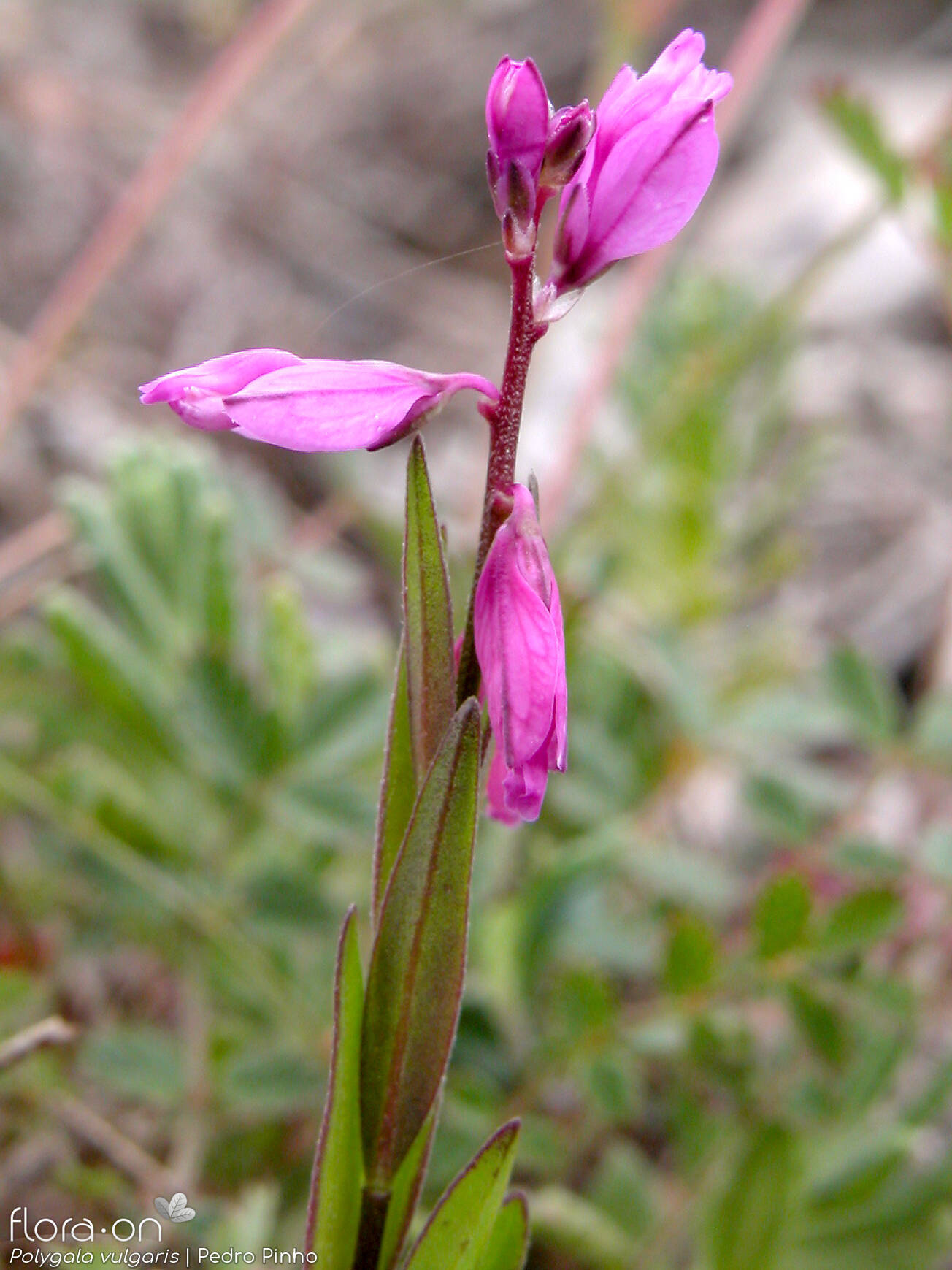 Polygala vulgaris - Flor (geral) | Pedro Pinho; CC BY-NC 4.0