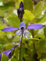 Polygalaceae
