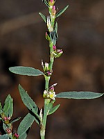Polygonaceae
