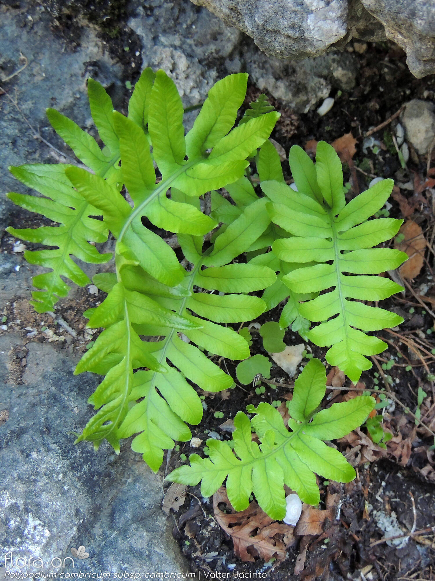 Polypodiaceae