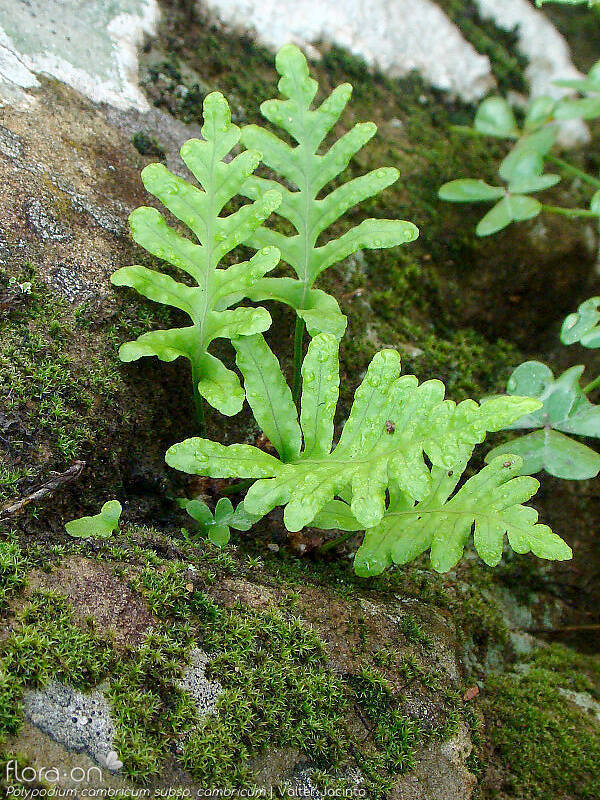Polypodium cambricum cambricum - Folha (geral) | Valter Jacinto; CC BY-NC 4.0