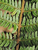 Polystichum setiferum