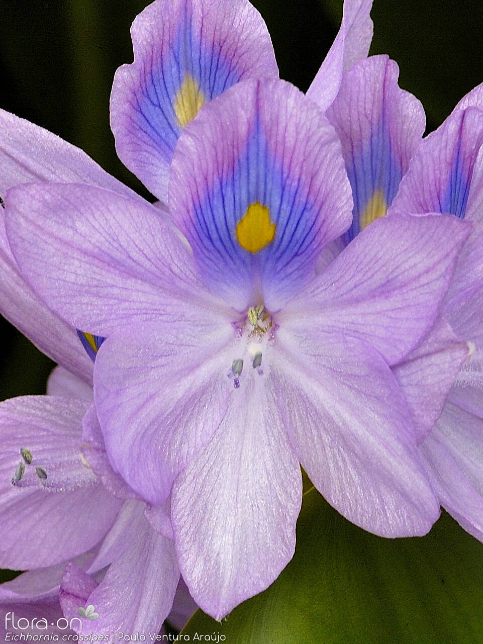 Pontederiaceae