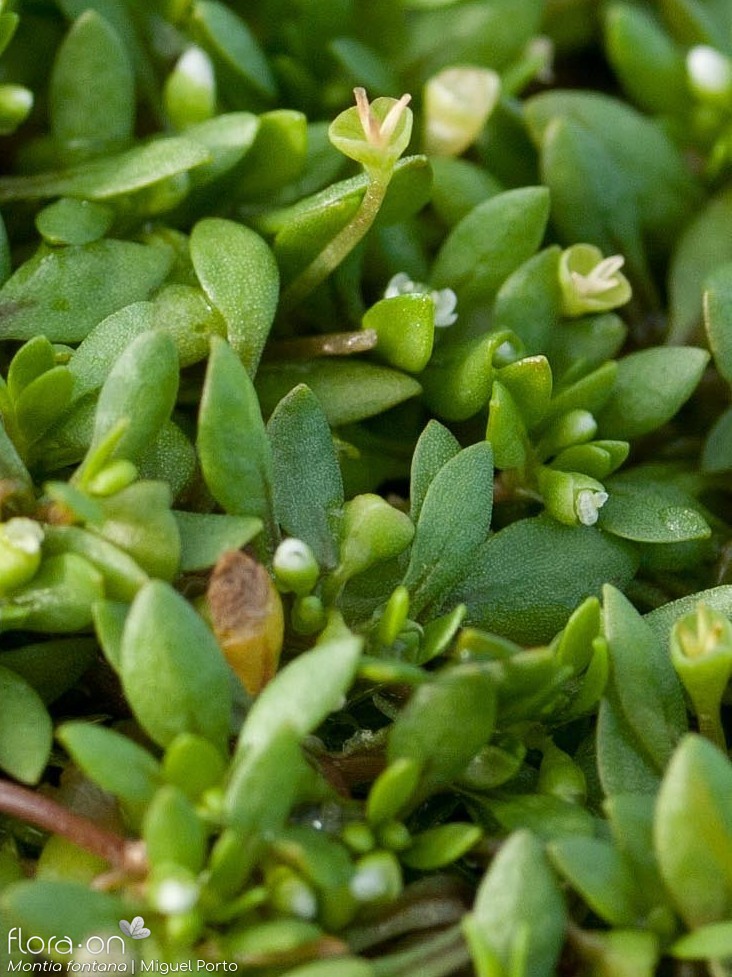 Portulacaceae