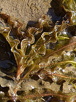 Potamogeton crispus
