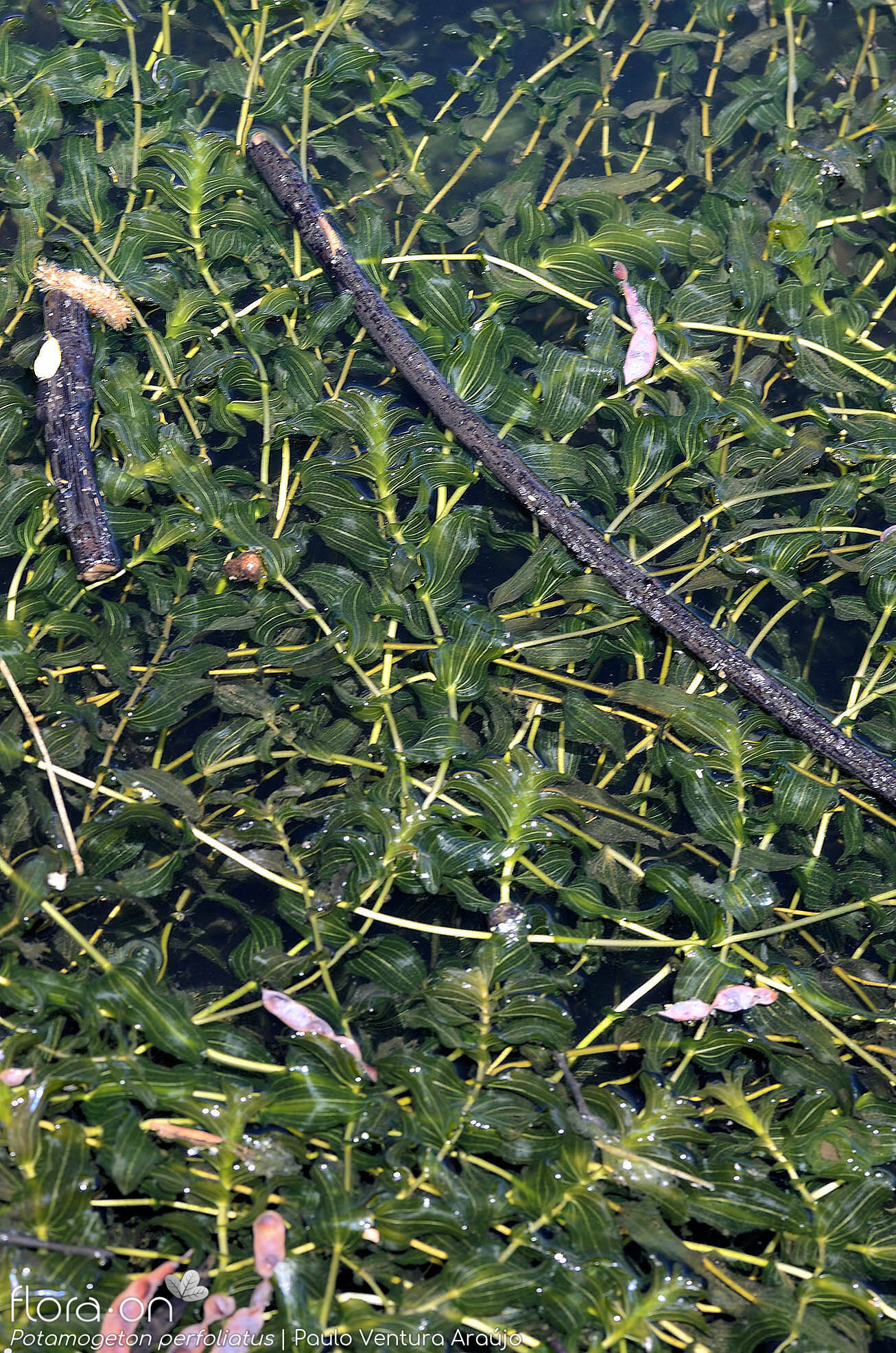 Potamogeton perfoliatus - Hábito | Paulo Ventura Araújo; CC BY-NC 4.0