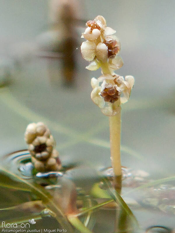 Potamogeton pusillus - Flor (close-up) | Miguel Porto; CC BY-NC 4.0
