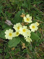 Primula acaulis