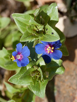 Primulaceae