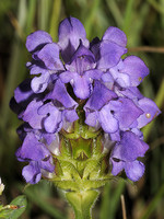 Prunella grandiflora