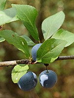 Prunus insititia
