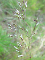 Pseudarrhenatherum longifolium