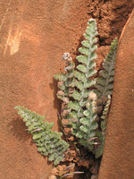 Pteridaceae