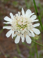 Pycnocomon rutifolium
