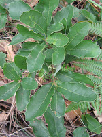 Quercus lusitanica