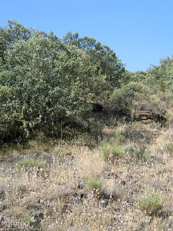 Quercus rotundifolia - Habitat | João Domingues Almeida; CC BY-NC 4.0