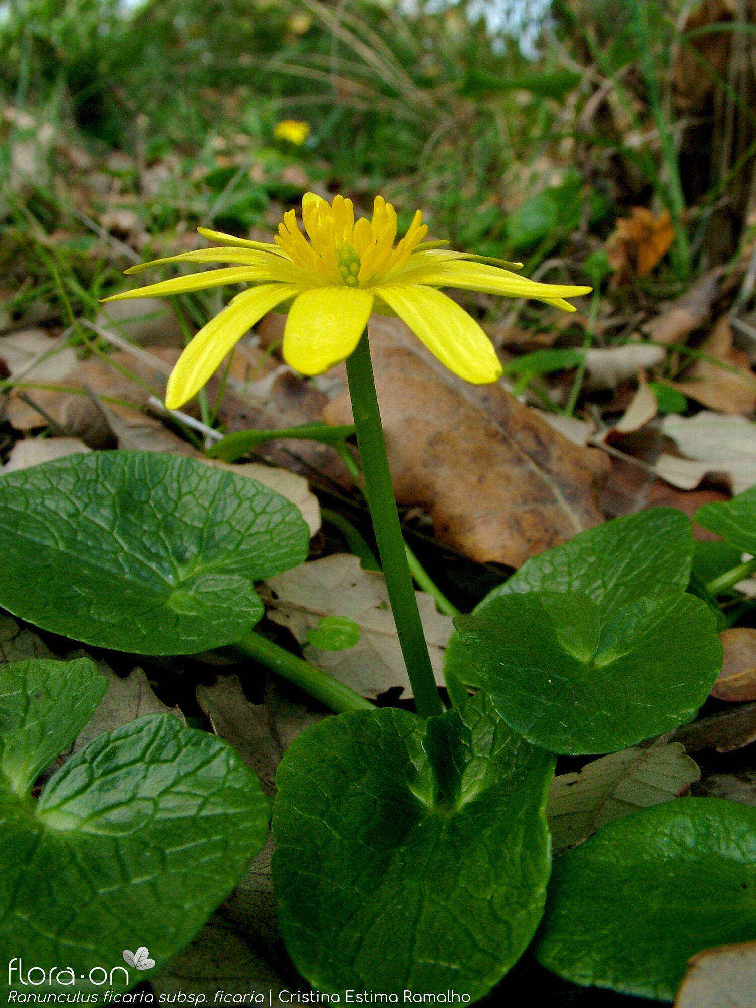 Ranunculus ficaria ficaria - Hábito | Cristina Estima Ramalho; CC BY-NC 4.0