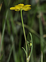 Ranunculus flammula