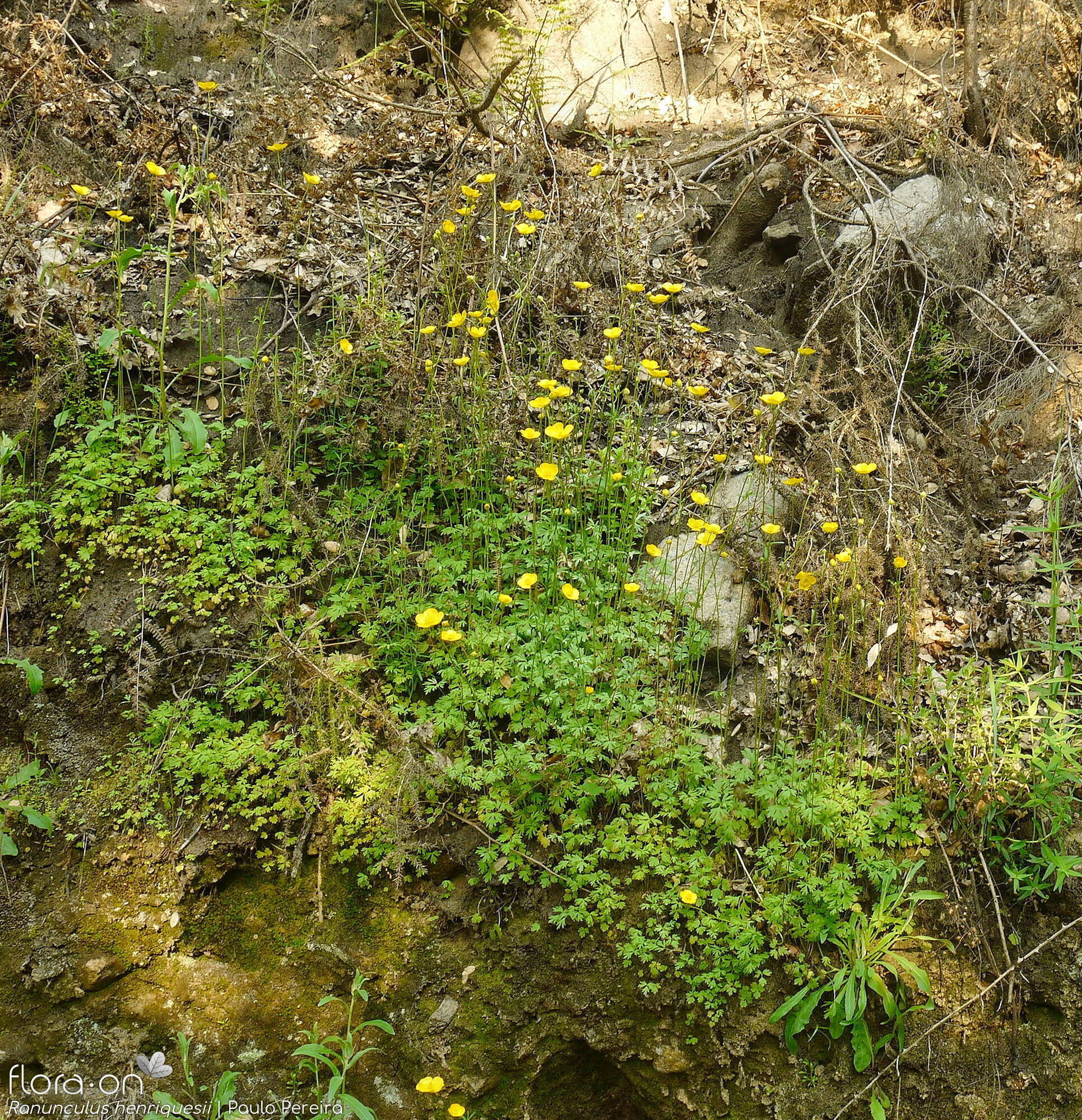 Ranunculus henriquesii - Habitat | Paulo Pereira; CC BY-NC 4.0