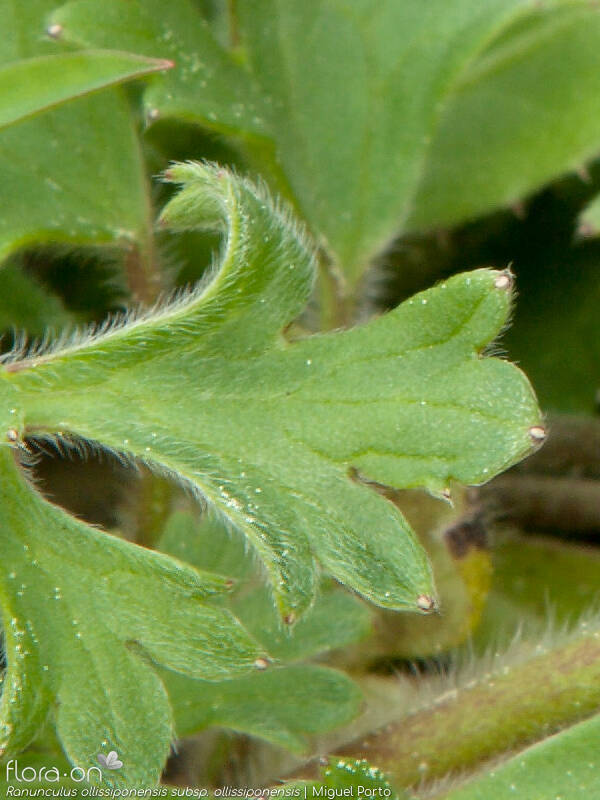Ranunculus ollissiponensis ollissiponensis - Folha | Miguel Porto; CC BY-NC 4.0