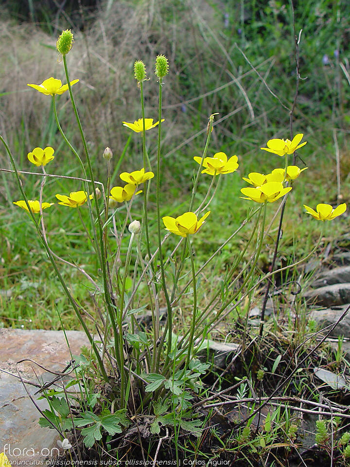 Ranunculus ollissiponensis ollissiponensis - Hábito | Carlos Aguiar; CC BY-NC 4.0