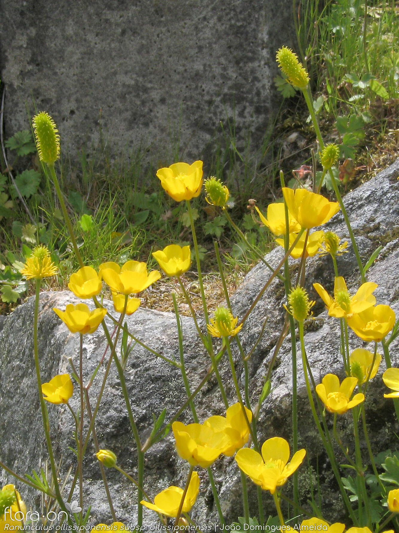Ranunculus ollissiponensis ollissiponensis - Flor (geral) | João Domingues Almeida; CC BY-NC 4.0