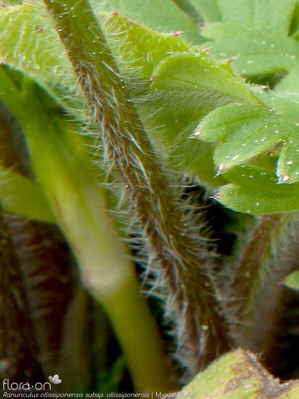 Ranunculus ollissiponensis ollissiponensis - Caule | Miguel Porto; CC BY-NC 4.0