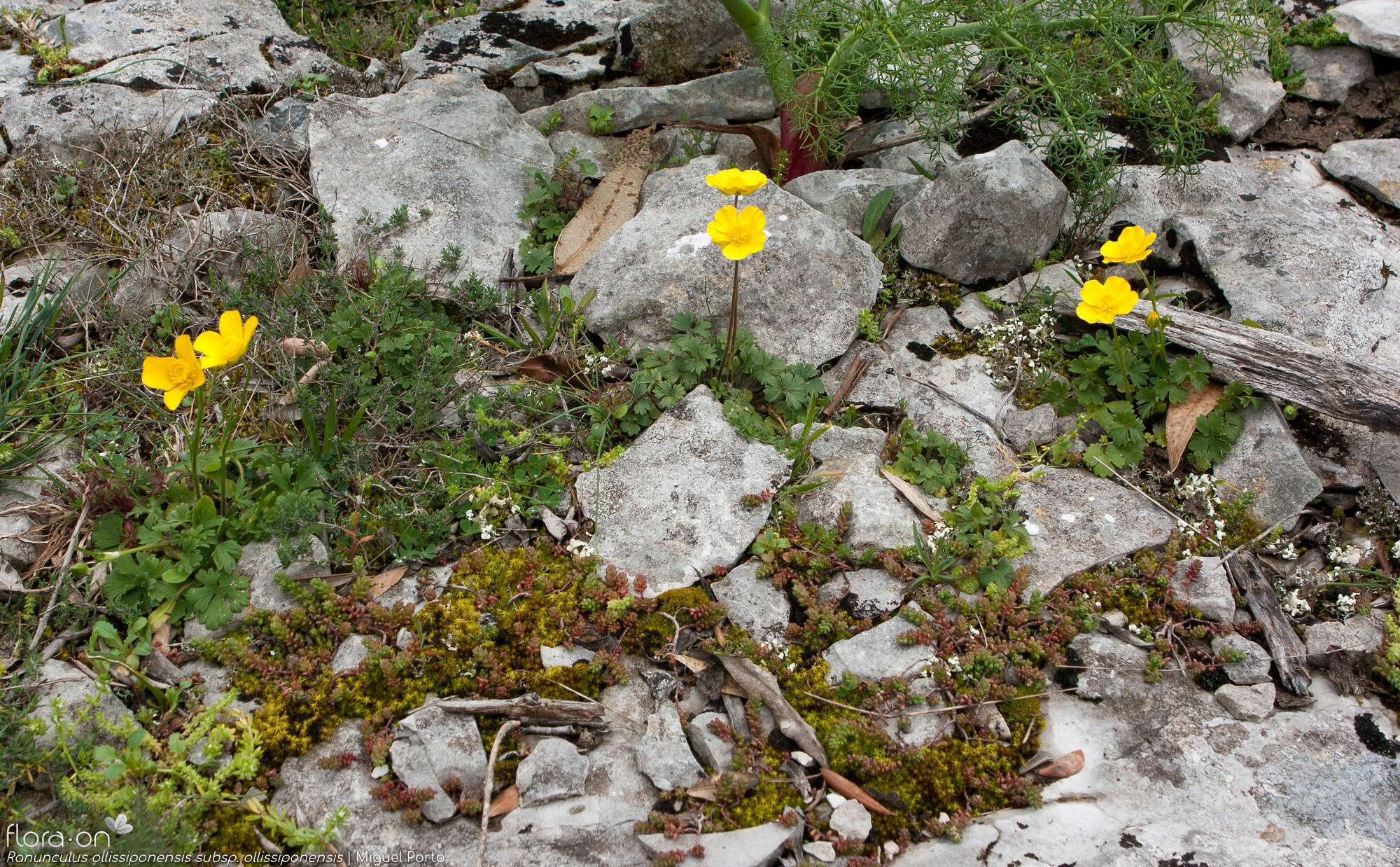 Ranunculus ollissiponensis ollissiponensis - Habitat | Miguel Porto; CC BY-NC 4.0