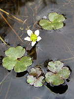 Ranunculus omiophyllus
