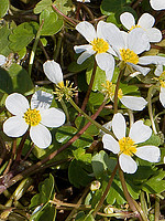 Ranunculus peltatus