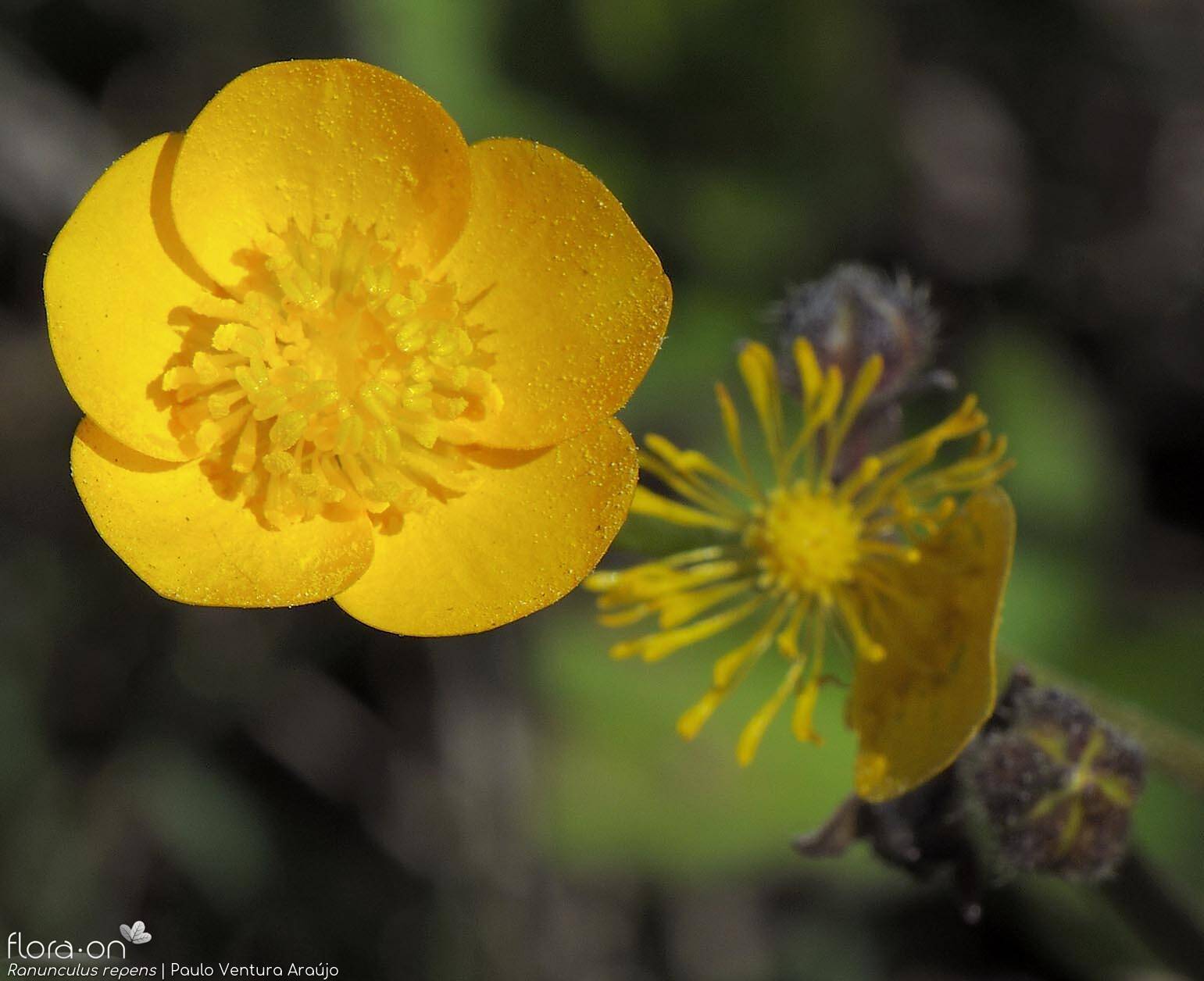 Ranunculus repens - Flor (close-up) | Paulo Ventura Araújo; CC BY-NC 4.0