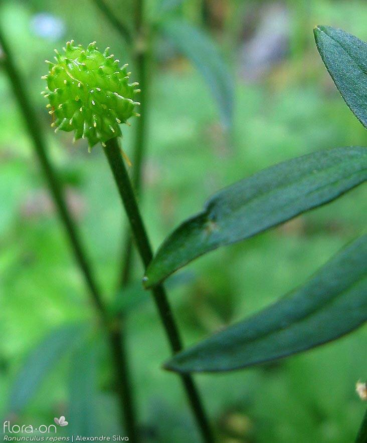 Ranunculus repens - Fruto | Alexandre Silva; CC BY-NC 4.0