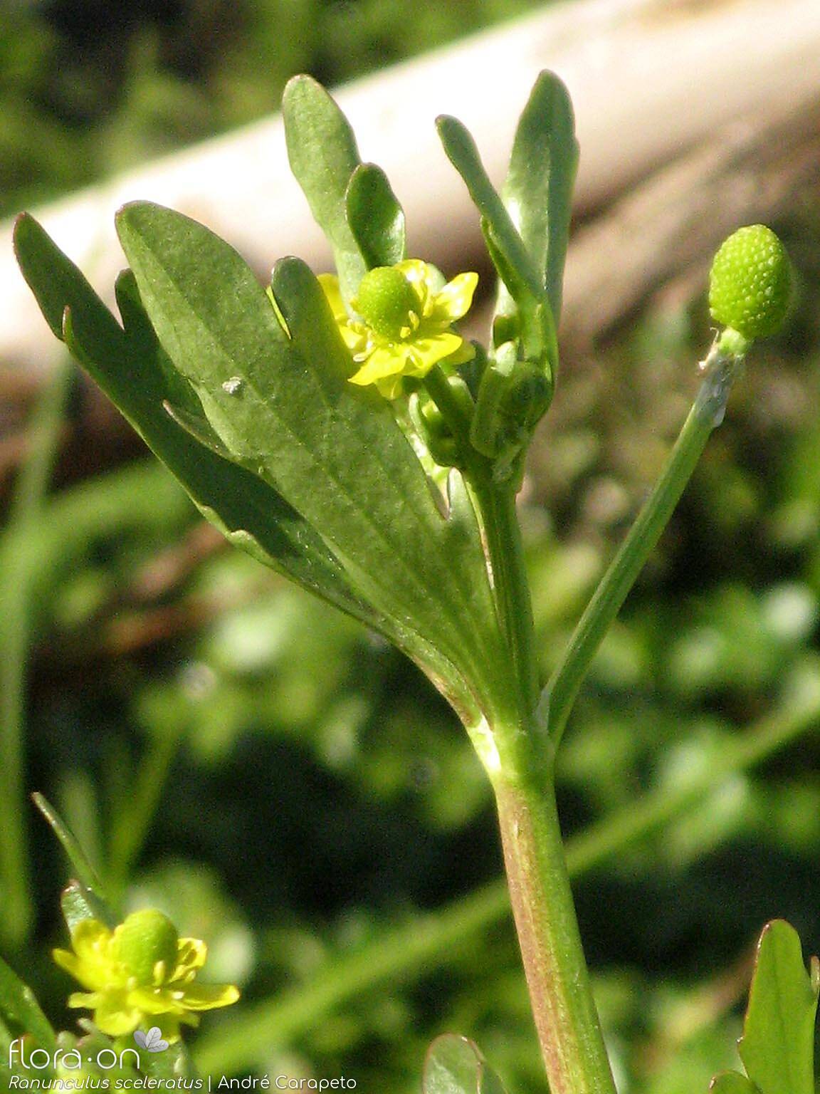 Ranunculus sceleratus - Flor (geral) | André Carapeto; CC BY-NC 4.0