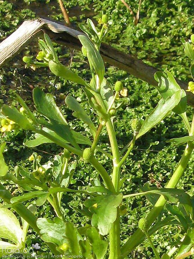 Ranunculus sceleratus - Flor (geral) | André Carapeto; CC BY-NC 4.0