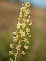 Resedaceae