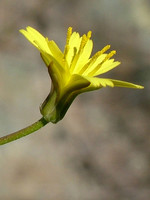 Rhagadiolus edulis