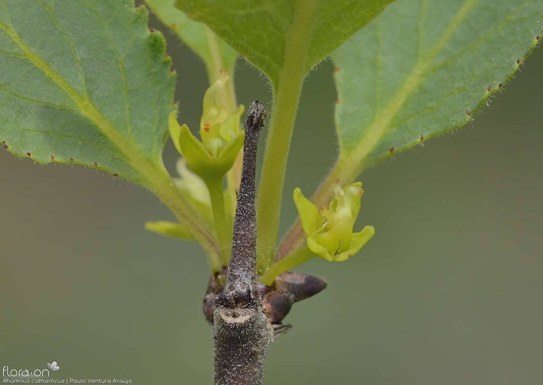 Rhamnus catharticus - Flor (close-up) | Paulo Ventura Araújo; CC BY-NC 4.0