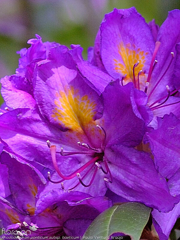 Rhododendron ponticum