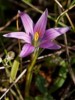Romulea ramiflora