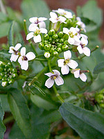 Rorippa nasturtium-aquaticum