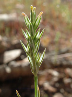 Rubiaceae