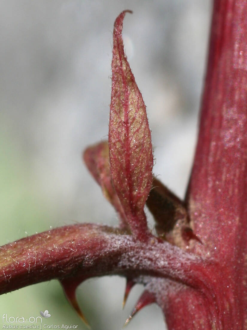 Rubus caesius - Estípulas | Carlos Aguiar; CC BY-NC 4.0