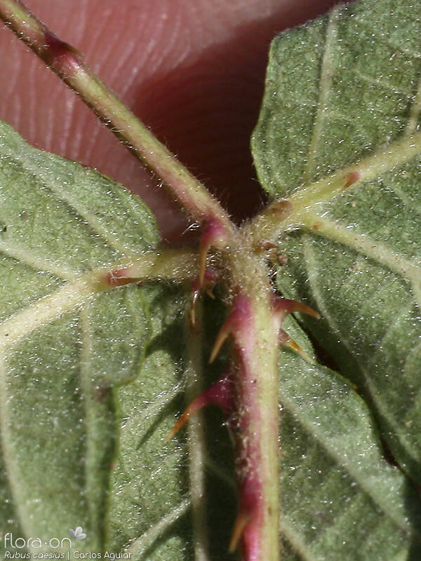 Rubus caesius - Folha | Carlos Aguiar; CC BY-NC 4.0