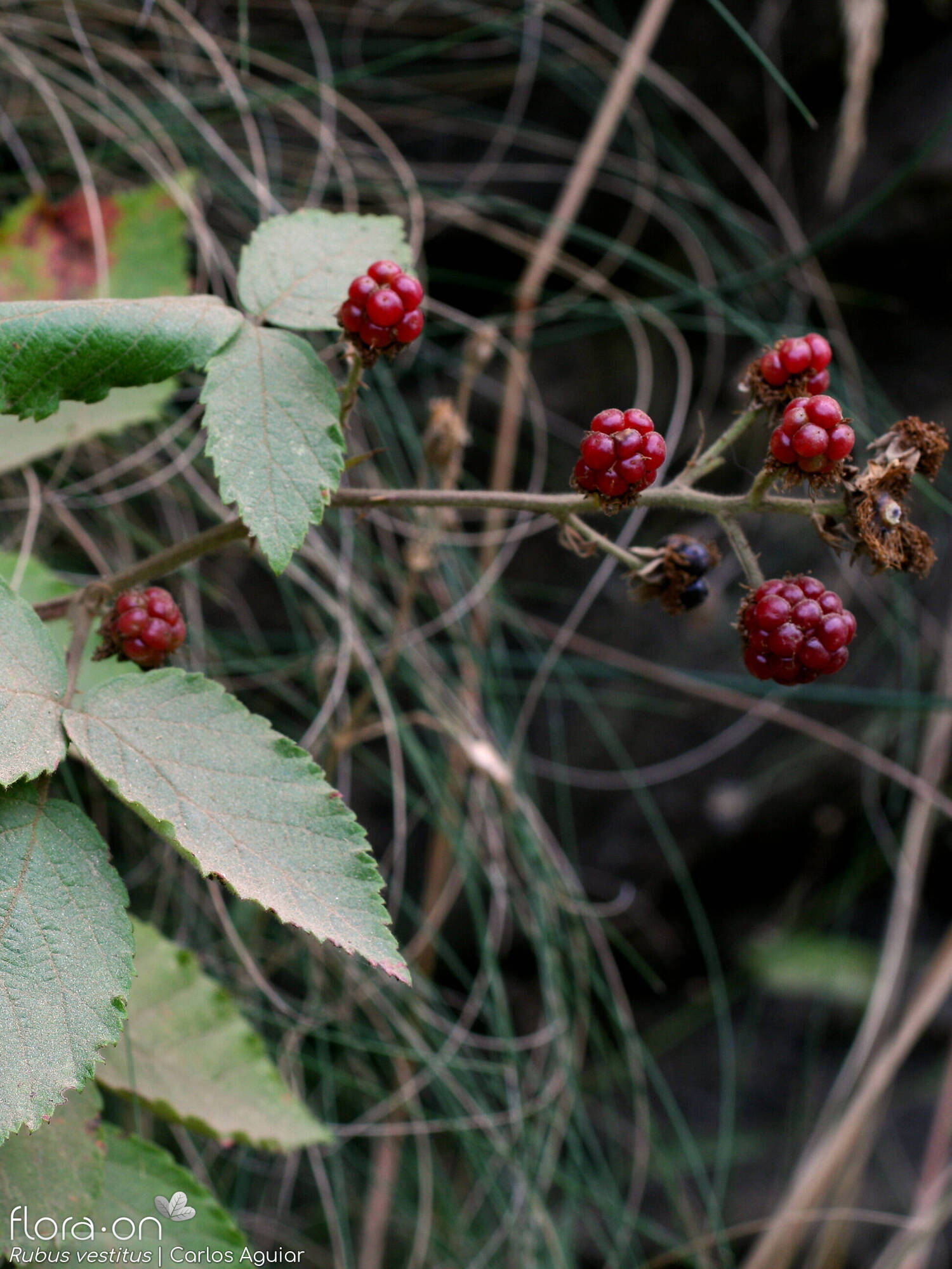 Rubus vestitus - Fruto | Carlos Aguiar; CC BY-NC 4.0