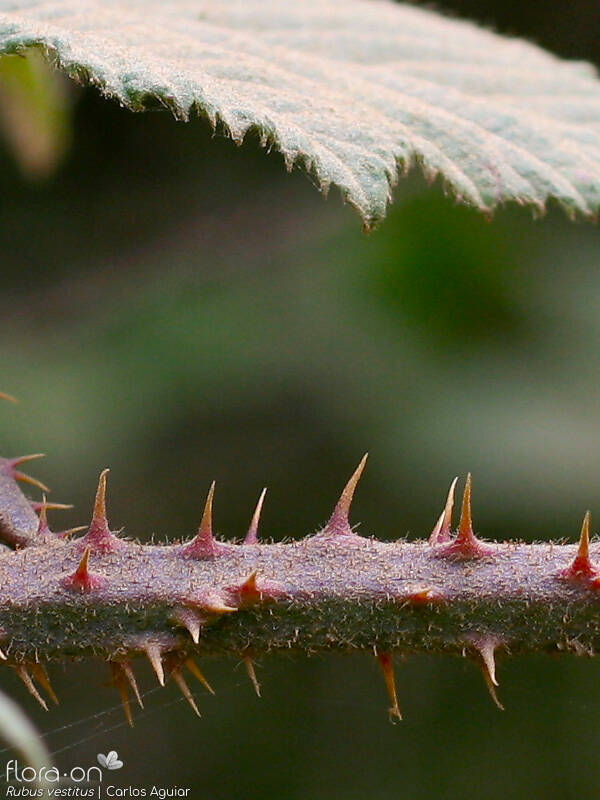 Rubus vestitus - Caule | Carlos Aguiar; CC BY-NC 4.0