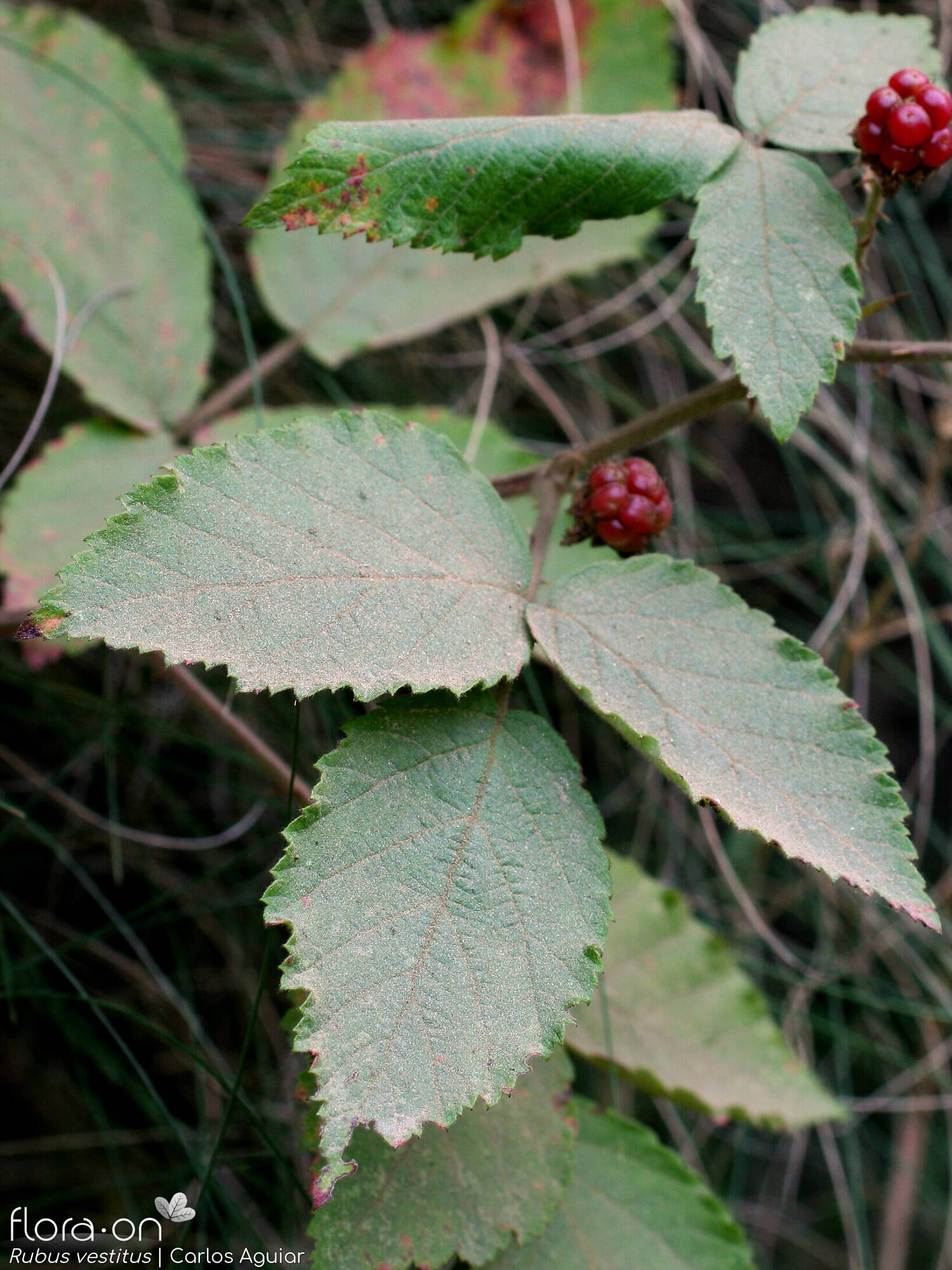 Rubus vestitus - Folha | Carlos Aguiar; CC BY-NC 4.0