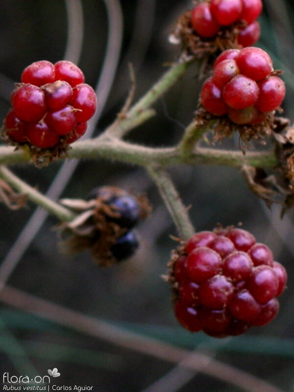 Rubus vestitus - Fruto | Carlos Aguiar; CC BY-NC 4.0